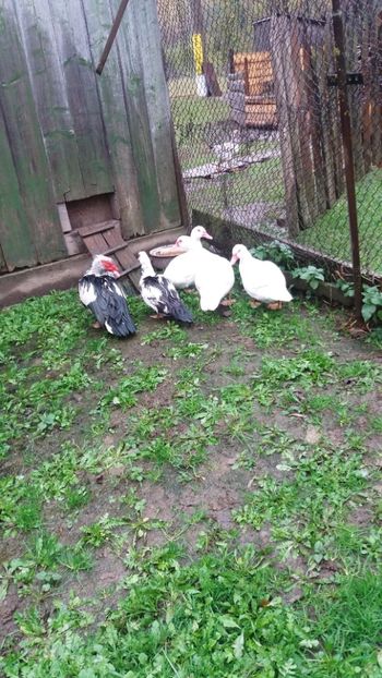  - 01 - Achizitii 2017