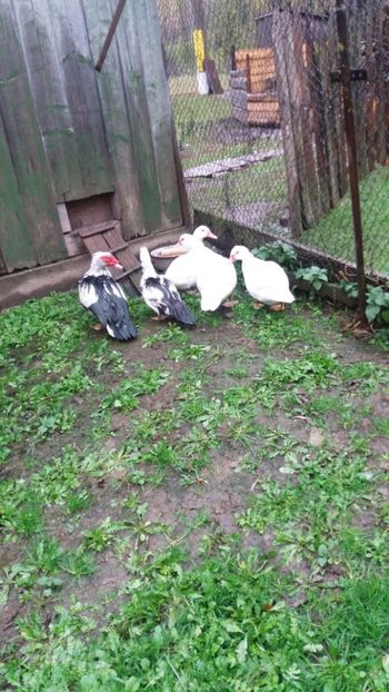  - 01 - Achizitii 2017