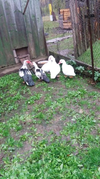  - 01 - Achizitii 2017