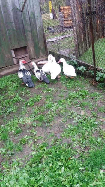  - 01 - Achizitii 2017