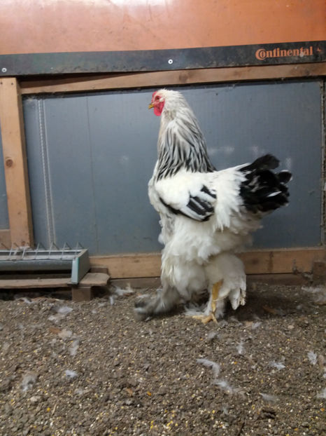 24.10.2017 157 - 06 brahma herminat deschis 2017