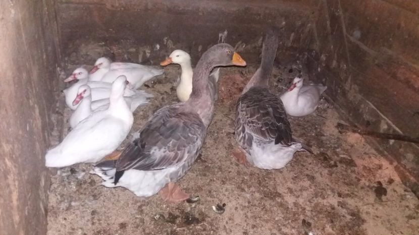  - 01 - Arhiva Gaste Toulouse 2017