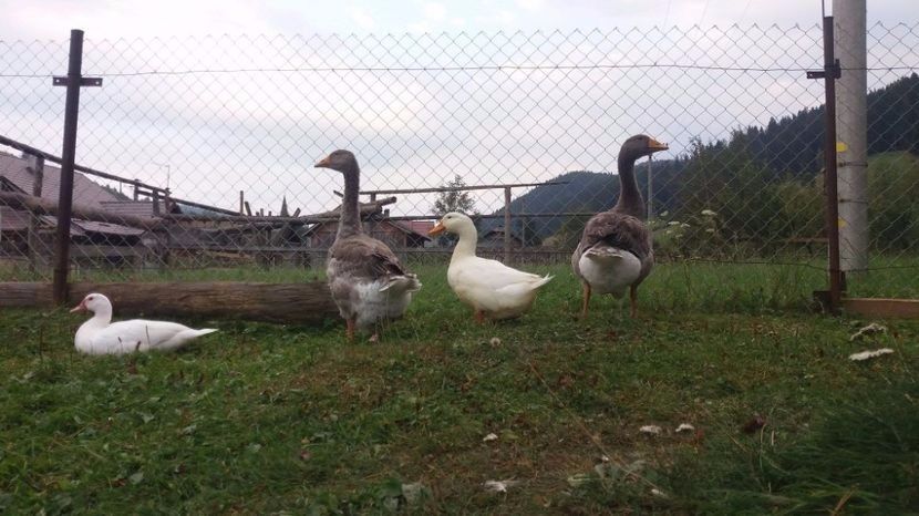  - 01 - Arhiva Gaste Toulouse 2017