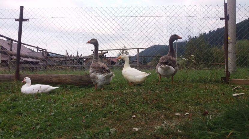  - 01 - Arhiva Gaste Toulouse 2017