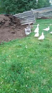  - 01 - Arhiva Gaste Toulouse 2017