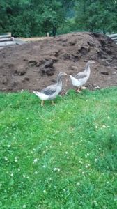  - 01 - Arhiva Gaste Toulouse 2017