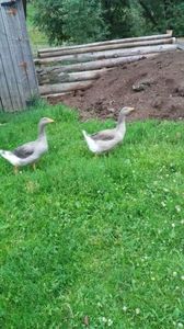  - 01 - Arhiva Gaste Toulouse 2017