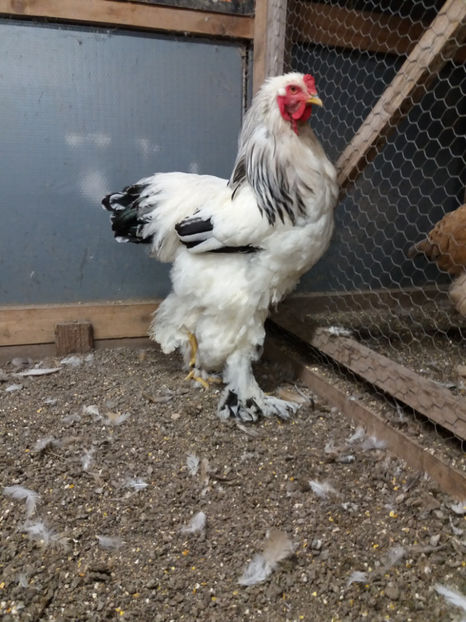 24.10.2017 159 - 06 brahma herminat deschis 2017