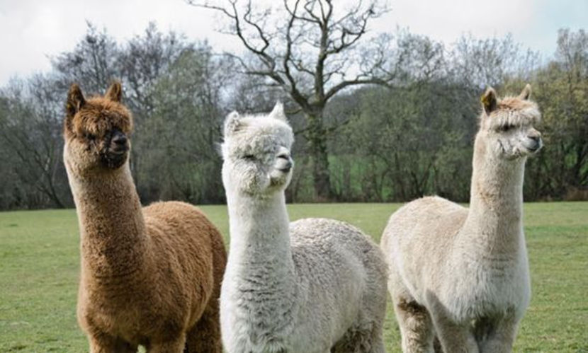 Three-Alpacas-In-Field.jpg.560x0_q80_crop-smart - Animale in lume