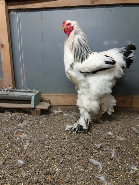 24.10.2017 160 - 06 brahma herminat deschis 2017