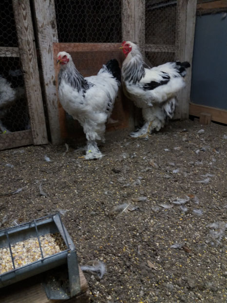 24.10.2017 161 - 06 brahma herminat deschis 2017