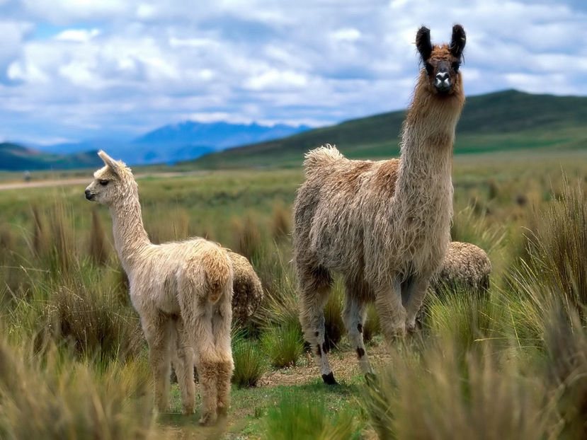 funny_looking_llamas_background_wallpaper - Animale in lume