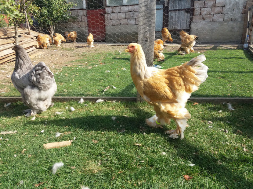 24.10.2017 105 - 02  brahma lemon