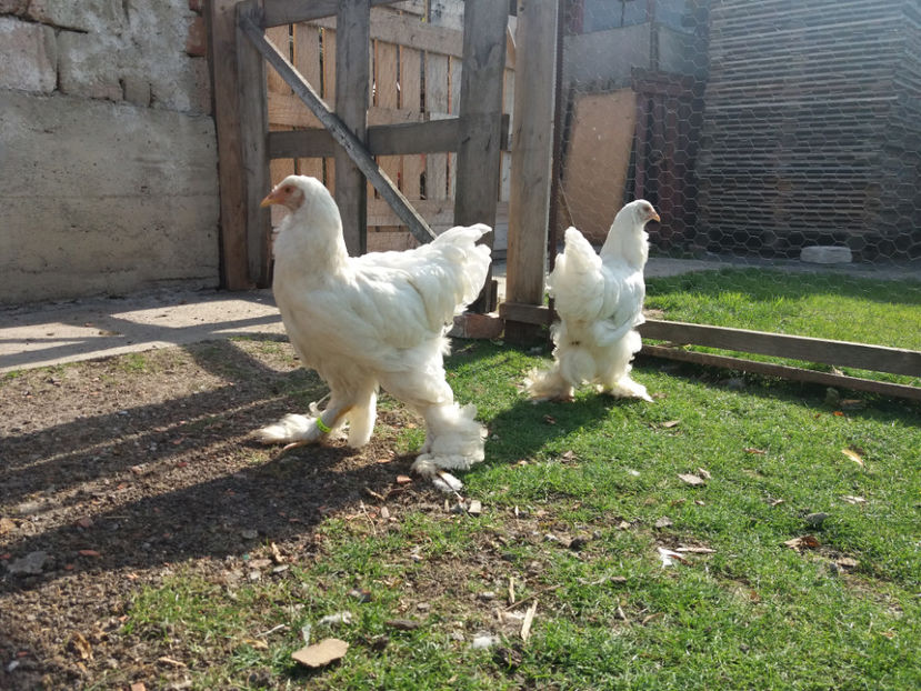 24.10.2017 127 - 04 brahma alb