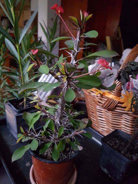 Euphorbia milli-tocmai adusa la iernat - Cactusi si plante suculente 2017-2018-2019