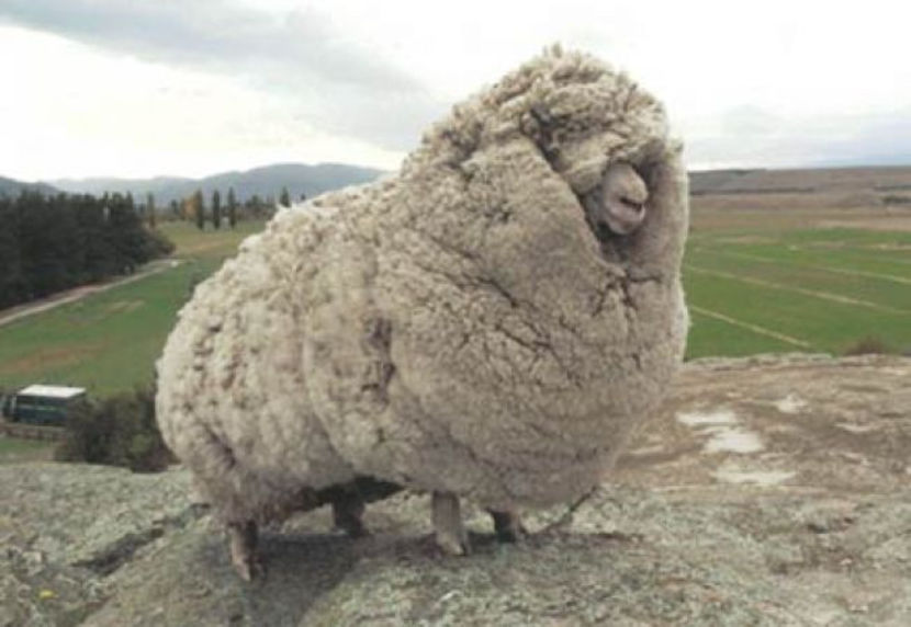 oaie-blana - Animale in lume