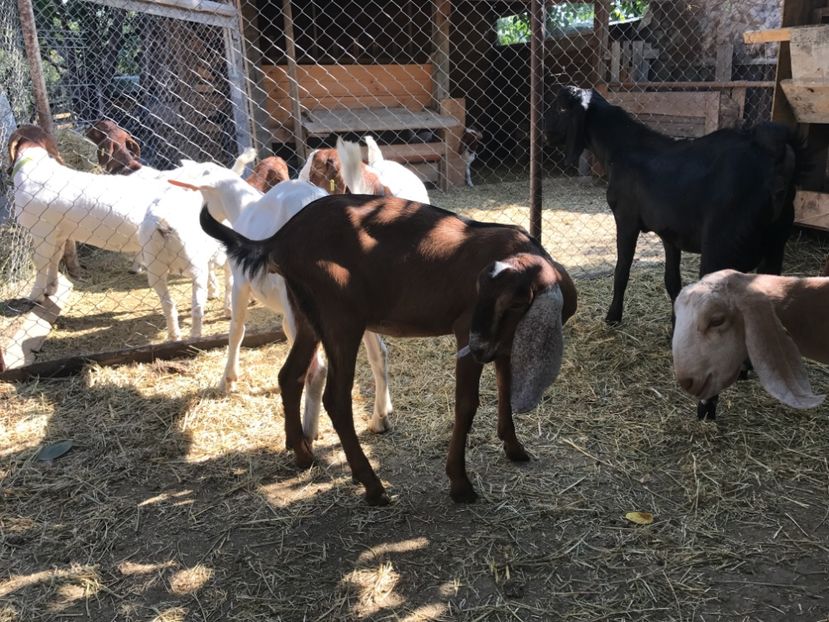  - Iedute anglo aduse anul acesta din uk