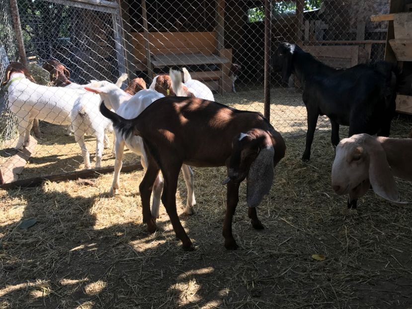  - Iedute anglo aduse anul acesta din uk