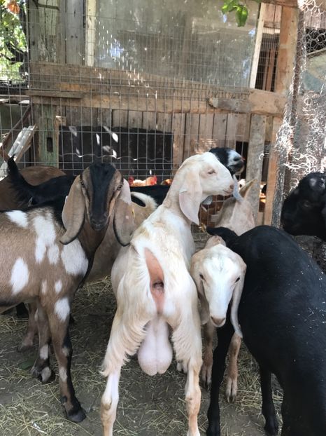  - Iedute anglo aduse anul acesta din uk