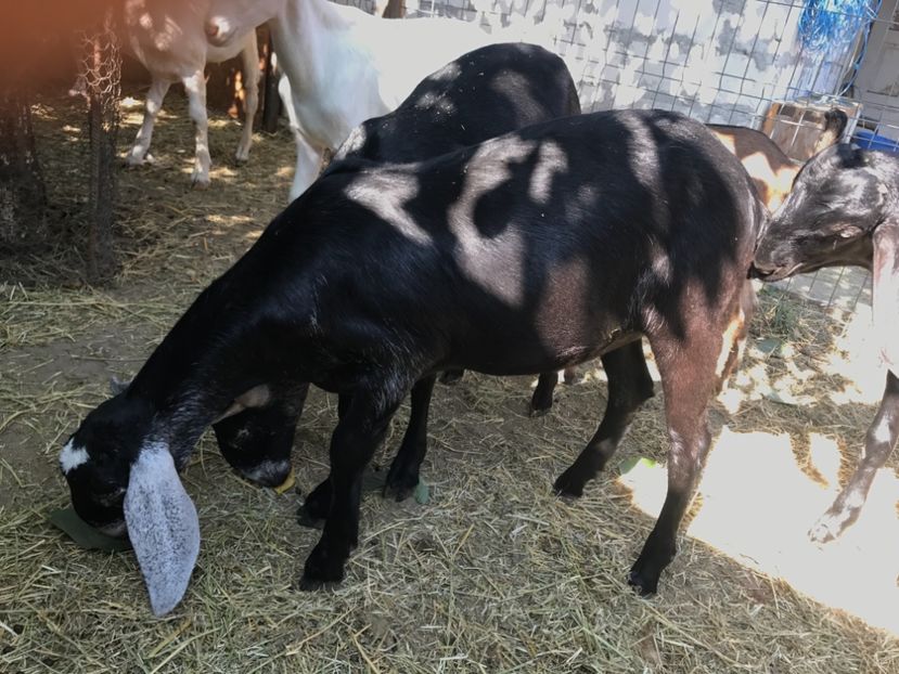  - Iedute anglo aduse anul acesta din uk