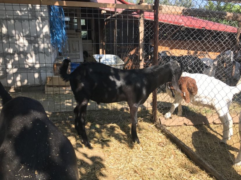  - Iedute anglo aduse anul acesta din uk