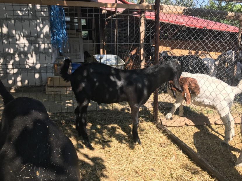  - Iedute anglo aduse anul acesta din uk