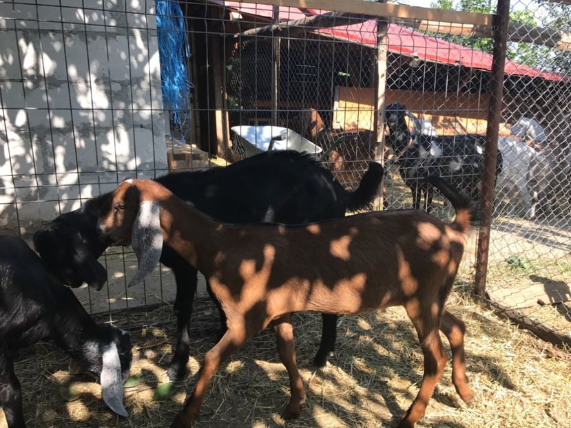  - Iedute anglo aduse anul acesta din uk