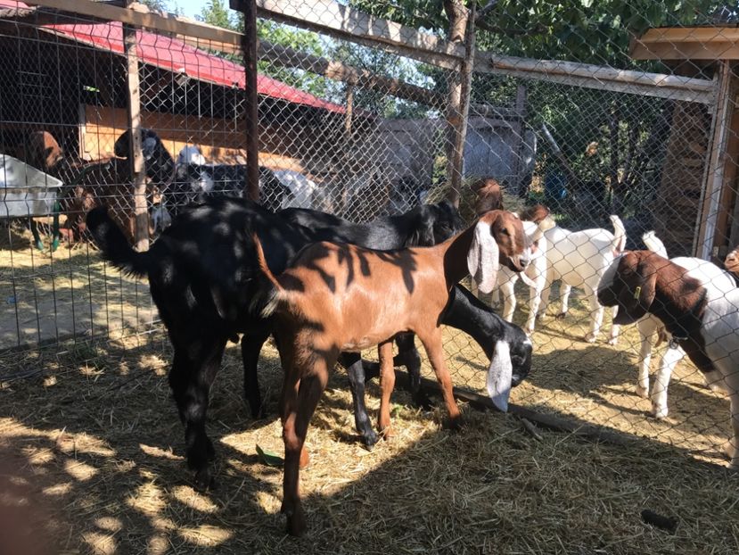  - Iedute anglo aduse anul acesta din uk