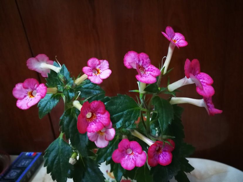  - Petite Marquise- ieșit din colecție