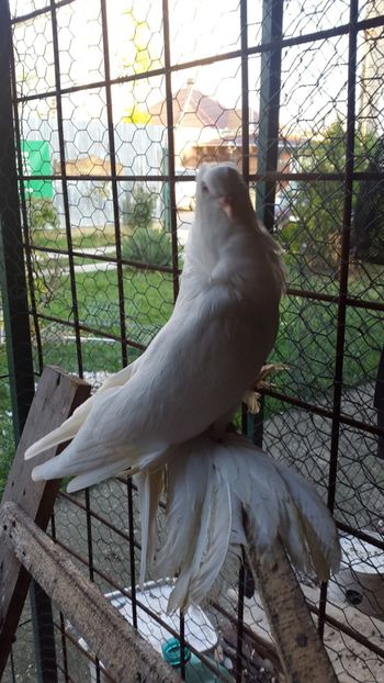  - Albi ca tot vine iarna