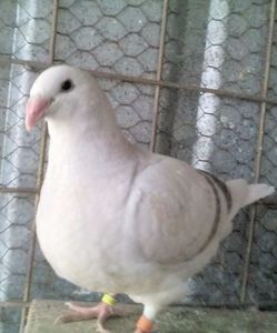 109866948_IOLCSYI - ARGINTII-VANDUTI