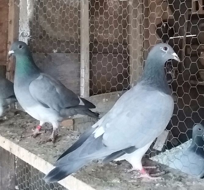 20171024_120201-1 - voiajori colorati matca 2018