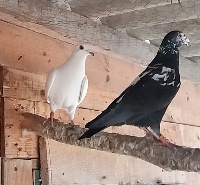 M vandut - Porumbei vanduti