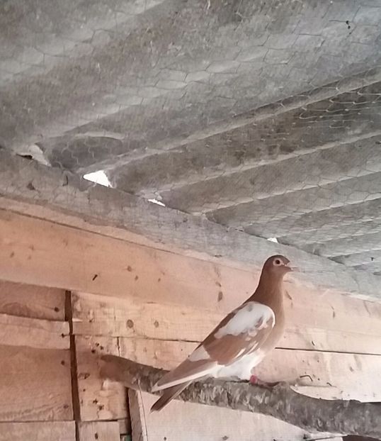 20171024_115815-1 - voiajori colorati matca 2018