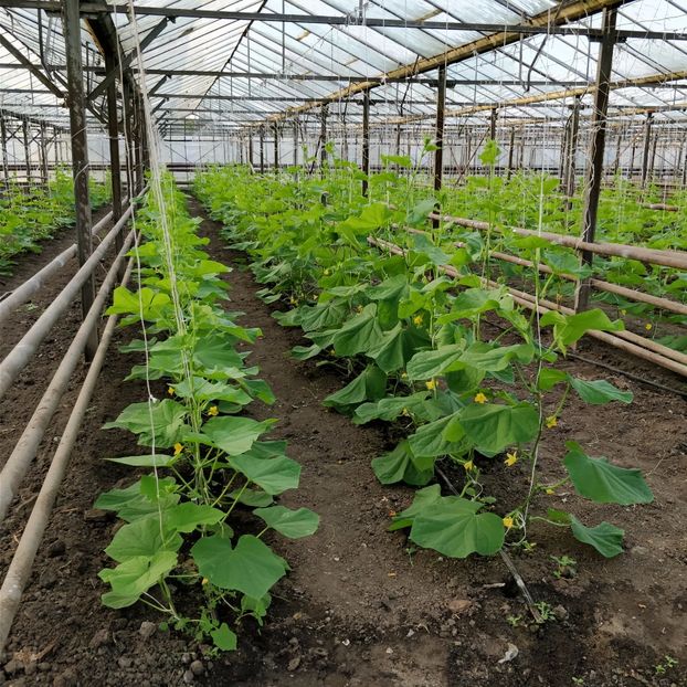  - Curtici 11-10-2017 Castraveti