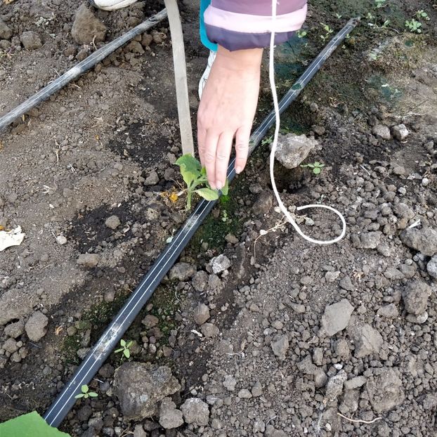  - Curtici 11-10-2017 Castraveti