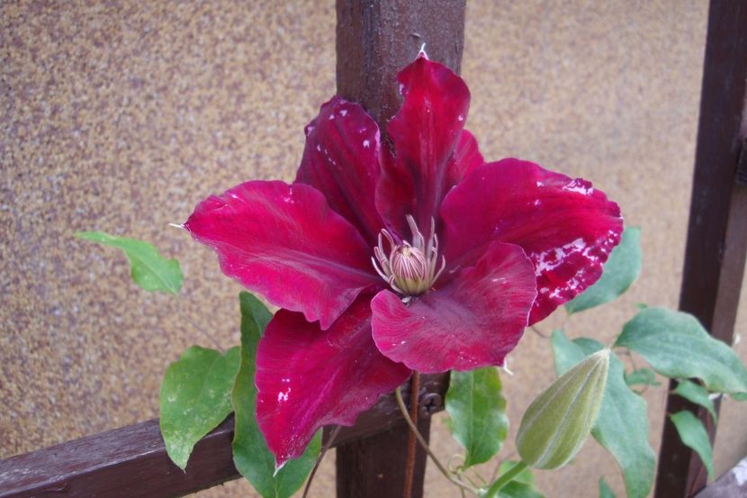 Rebecca - Clematite