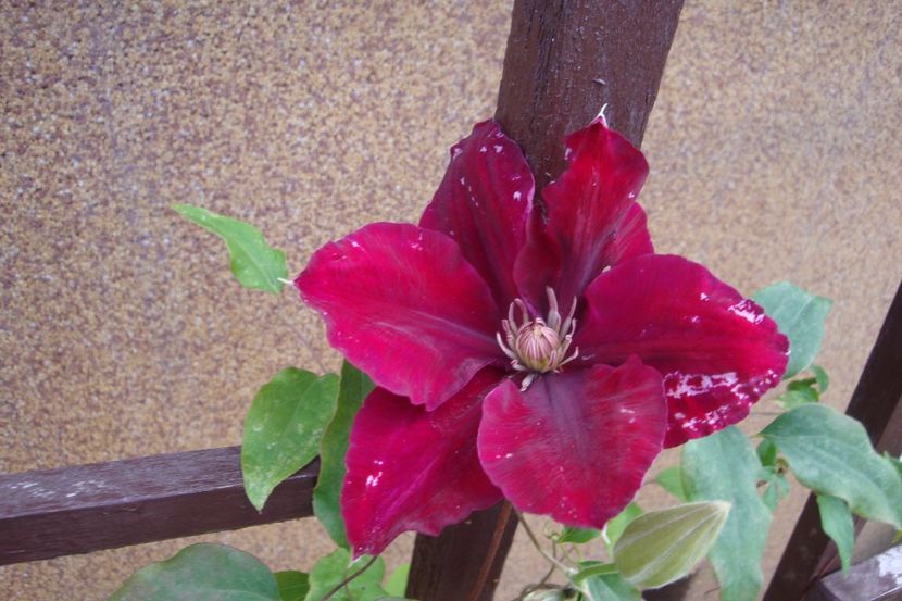 - Clematite