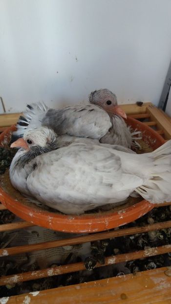 IMG-20171022-WA0003 - Pui 2017