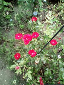 CRIMSON SHOWER - TRANDAFIRI