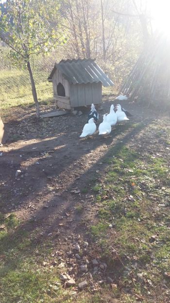  - 01 - Matca pentru 2018