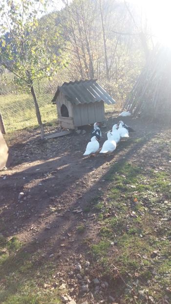  - 01 - Matca pentru 2018