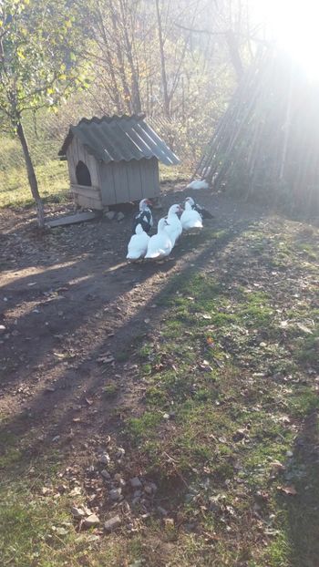  - 01 - Matca pentru 2018