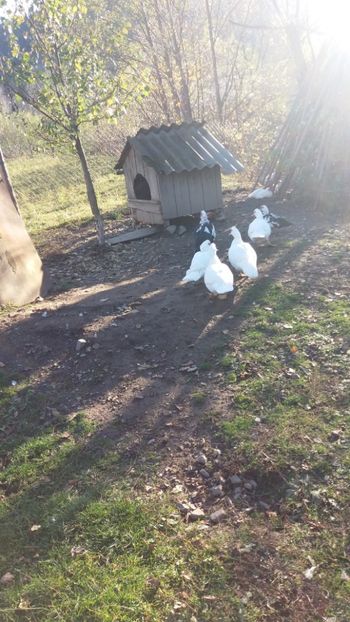  - 01 - Matca pentru 2018