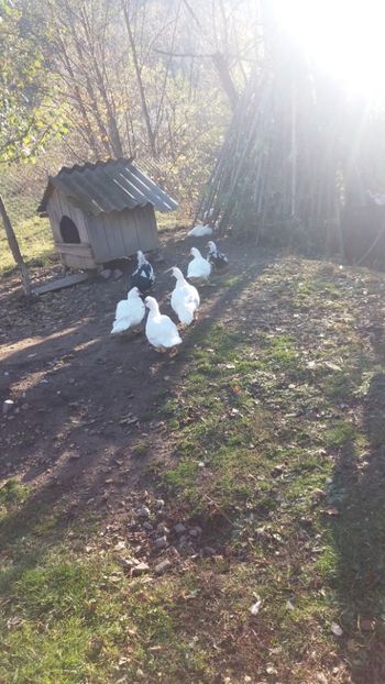  - 01 - Matca pentru 2018