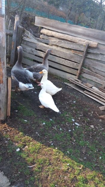  - 01 - Matca pentru 2018