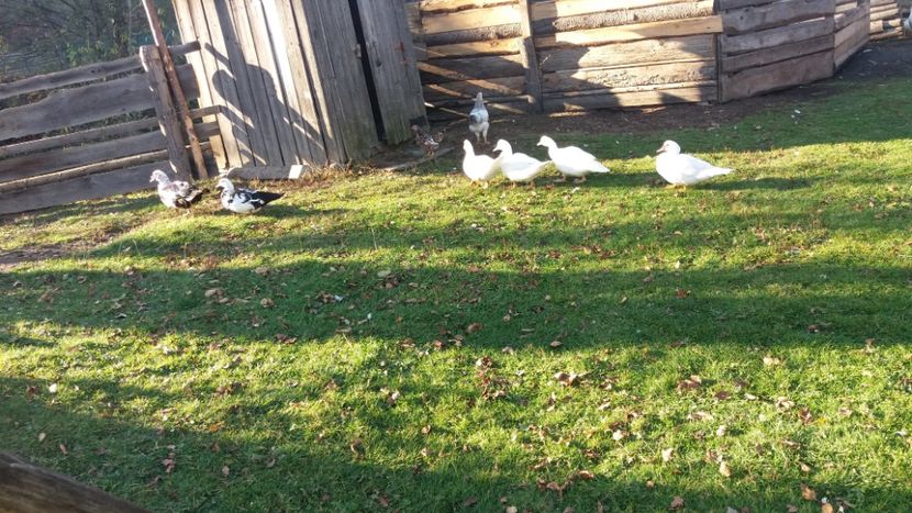  - 01 - Matca pentru 2018