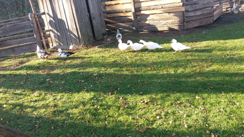  - 01 - Matca pentru 2018