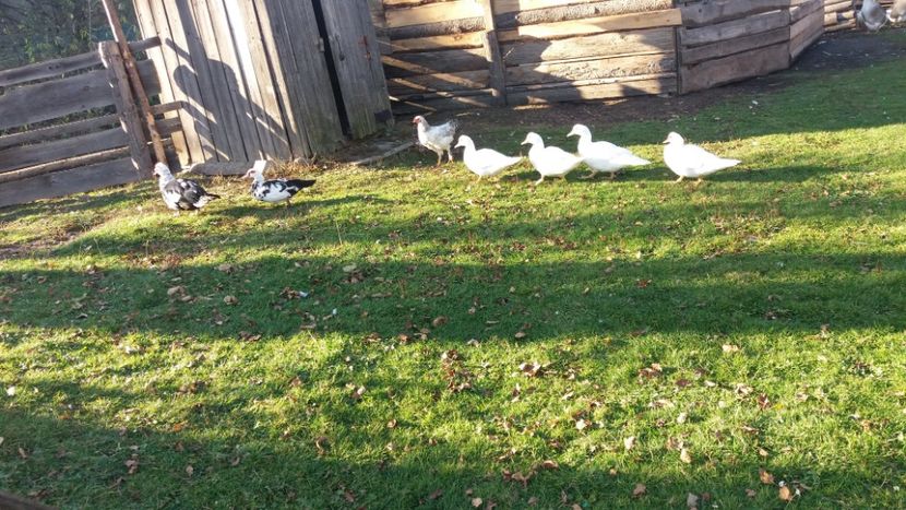  - 01 - Matca pentru 2018