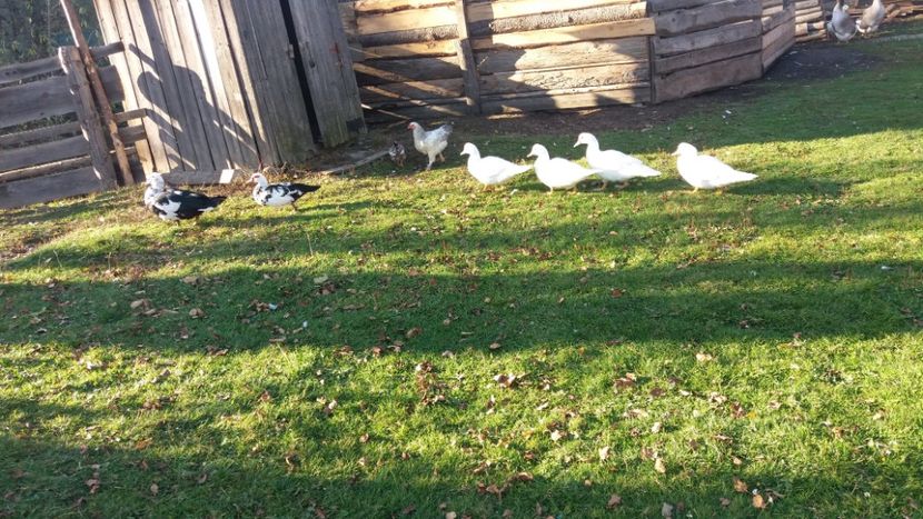  - 01 - Matca pentru 2018